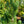 Load image into Gallery viewer, Big Blue Swiss Stone Pine