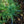 Load image into Gallery viewer, Big Blue Swiss Stone Pine