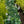 Load image into Gallery viewer, Big Daddy Hosta