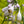 Load image into Gallery viewer, Big Daddy Hosta