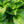 Load image into Gallery viewer, Big Daddy Hosta