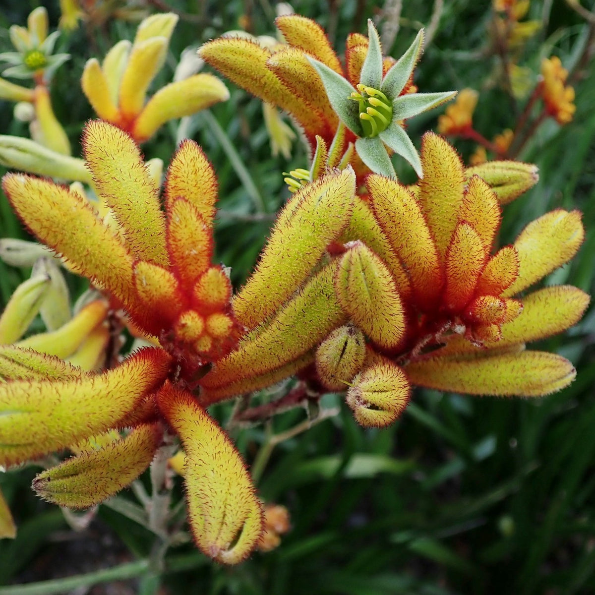 kangaroo palm plant Big Roo Yellow Kangaroo Paw – Plant Detectives