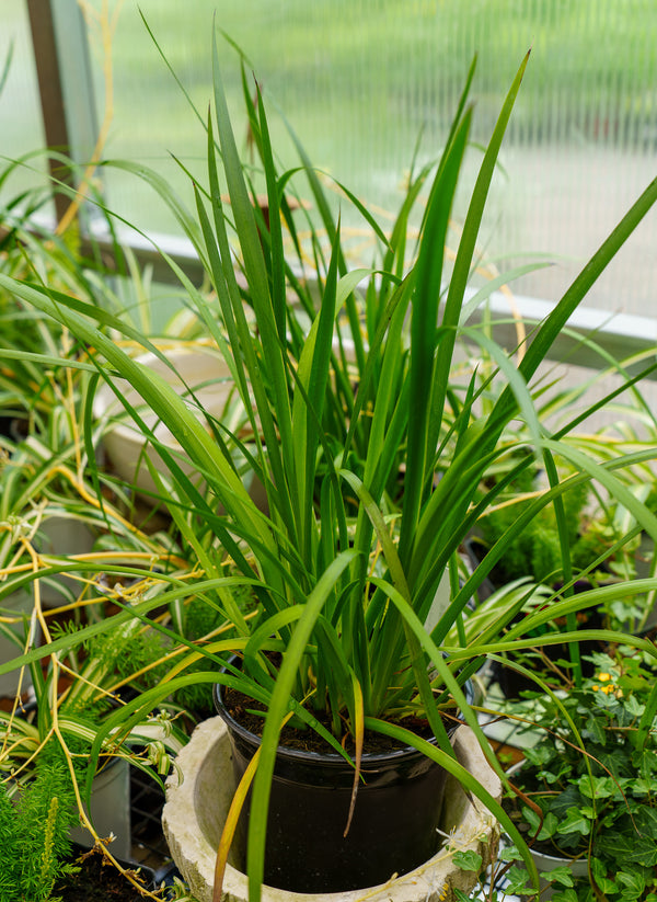 Big Roo Yellow Kangaroo Paw