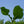 Load image into Gallery viewer, Bigleaf Magnolia - Magnolia - Flowering Trees