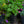 Load image into Gallery viewer, Biokovo Cranesbill