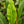 Load image into Gallery viewer, Bird's Nest Anthurium