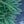Load image into Gallery viewer, Bird's Nest Norway Spruce
