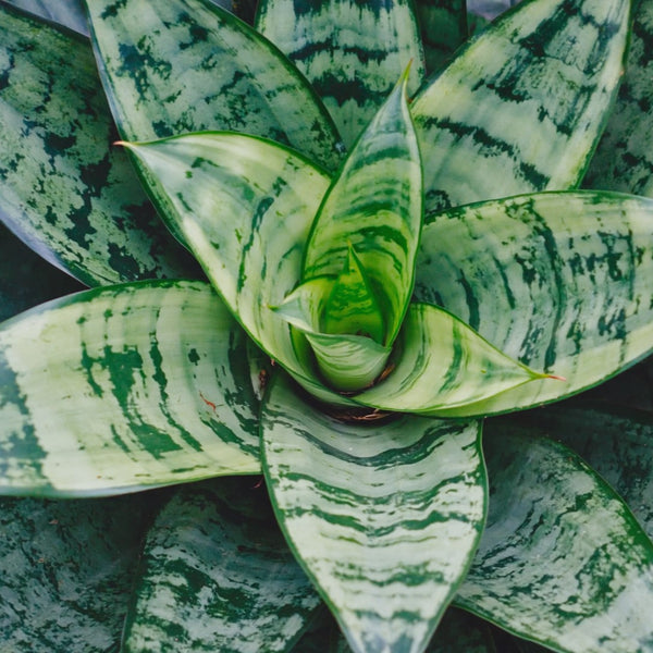 Bird's Nest Snake Plant