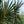 Load image into Gallery viewer, Bismarck Palm