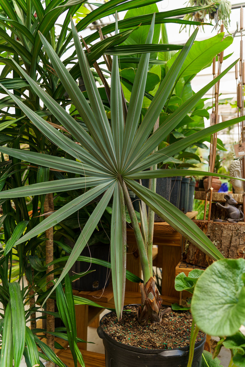 bismarck palm planting Bismarck Palm – Plant Detectives
