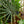 Load image into Gallery viewer, Bismarck Palm