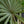 Load image into Gallery viewer, Bismarck Palm