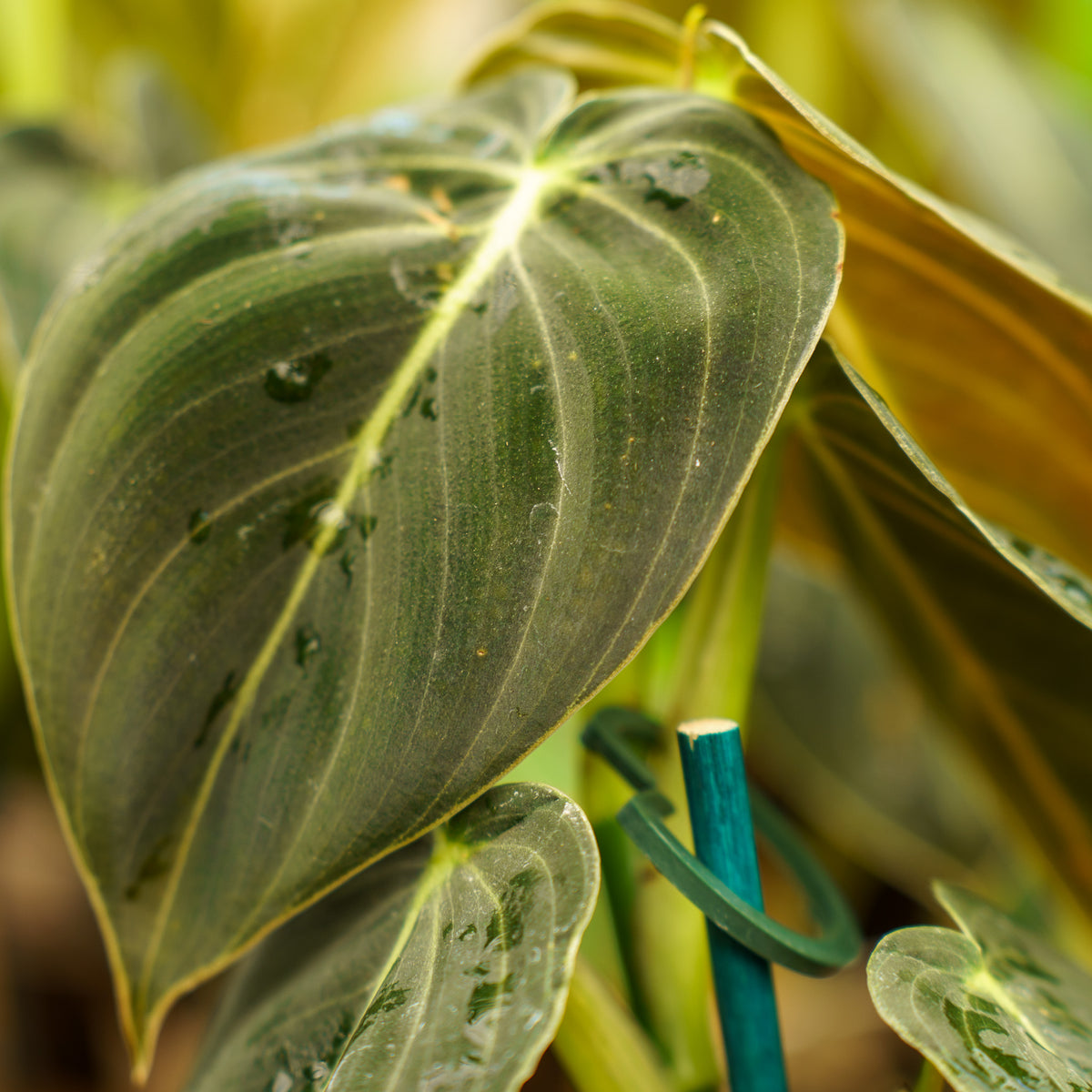 paper gold.black philodendron Black Gold Philodendron – Plant Detectives