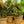 Load image into Gallery viewer, Black Gold Philodendron