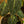 Load image into Gallery viewer, Black Gold Philodendron