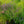 Load image into Gallery viewer, Black Adder Hyssop