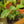 Load image into Gallery viewer, Black Bat Flower