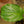Load image into Gallery viewer, Black Bat Flower