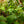 Load image into Gallery viewer, Black Bat Flower