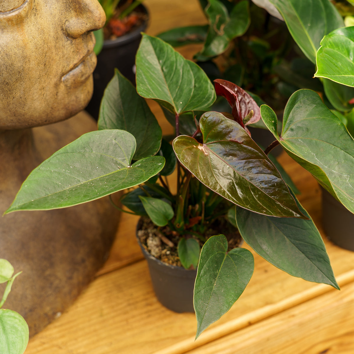 anthurium black beauty 2015 Black Beauty Antherium – Plant Detectives