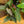 Load image into Gallery viewer, Black Beauty Antherium