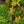 Load image into Gallery viewer, Black Dragon Japanese Cedar