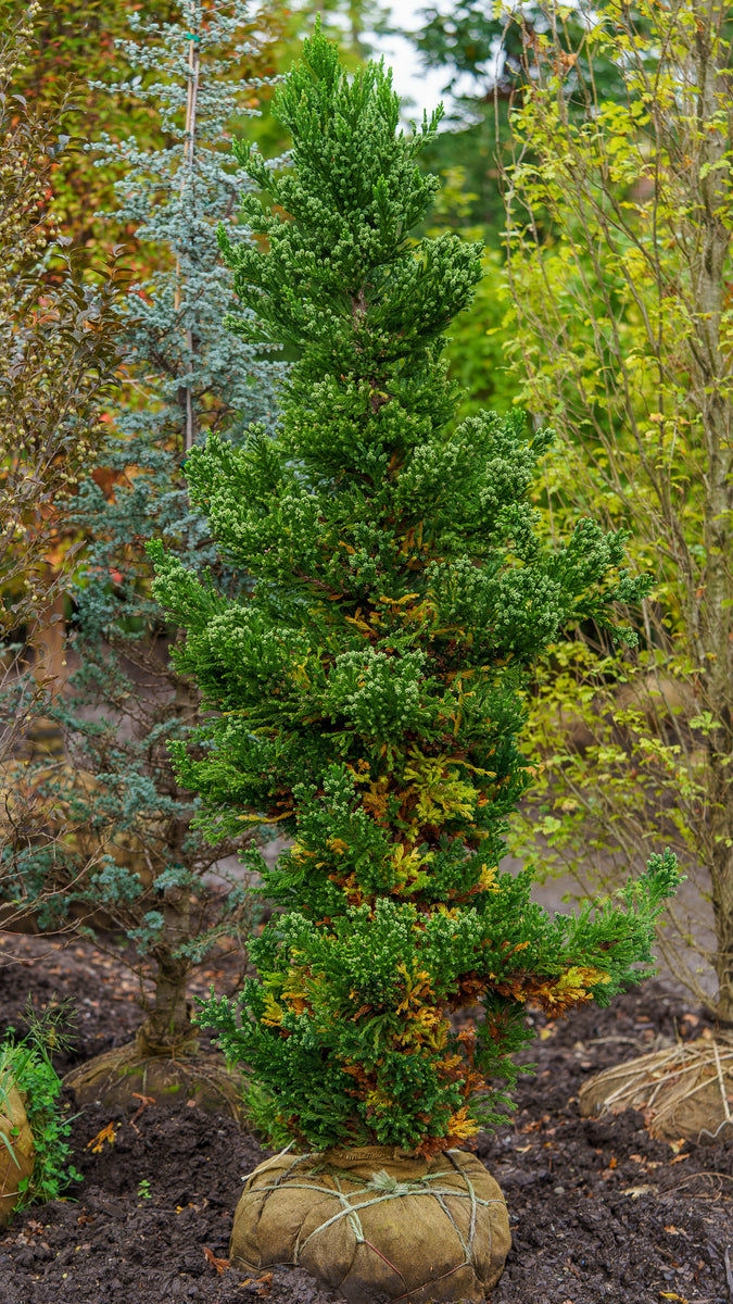 Black Dragon Japanese Cedar – Plant Detectives
