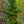 Load image into Gallery viewer, Black Dragon Japanese Cedar