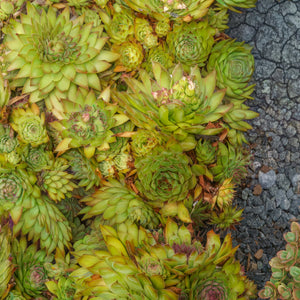 Black Hens and Chicks