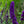 Load image into Gallery viewer, Black Knight Butterfly Bush - Butterfly Bush - Shrubs