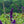 Load image into Gallery viewer, Black Knight Butterfly Bush - Butterfly Bush - Shrubs