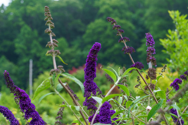 Black Knight Butterfly Bush - Butterfly Bush - Shrubs