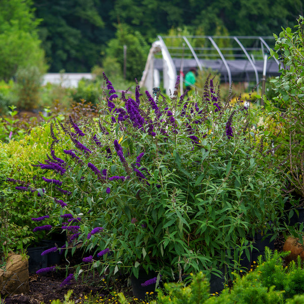 Black Knight Butterfly Bush - Butterfly Bush - Shrubs