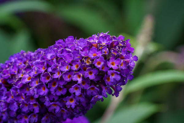 Black Knight Butterfly Bush - Butterfly Bush - Shrubs