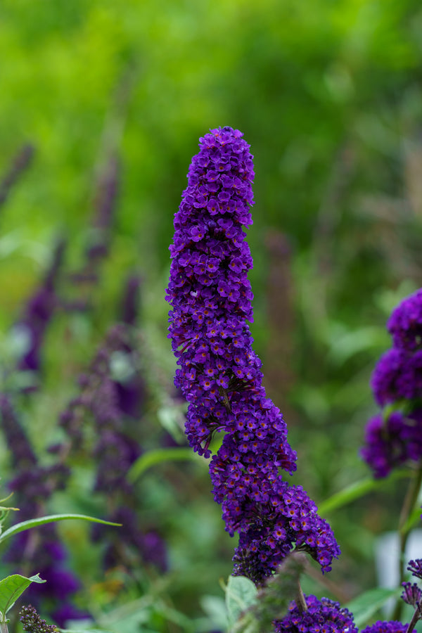 Black Knight Butterfly Bush - Butterfly Bush - Shrubs