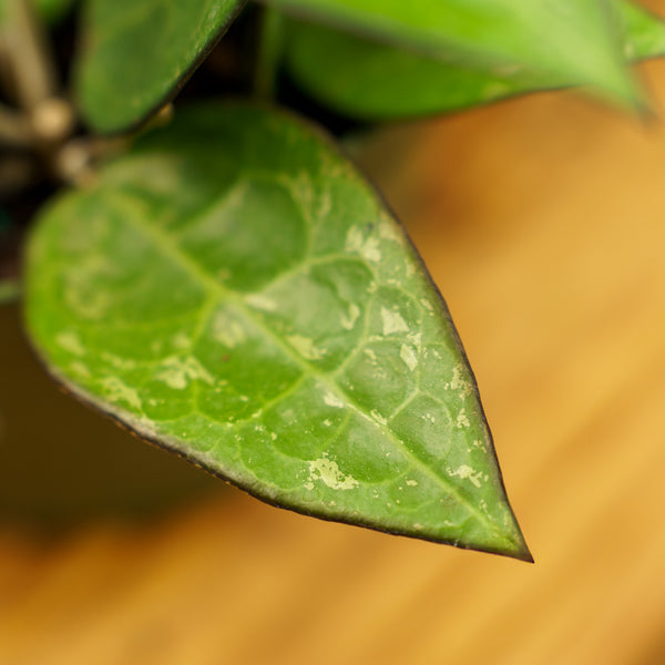 Black Margin Wax Plant