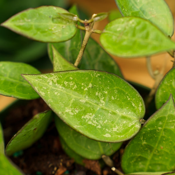 Black Margin Wax Plant