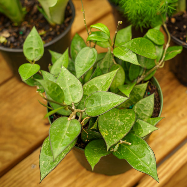 Black Margin Wax Plant