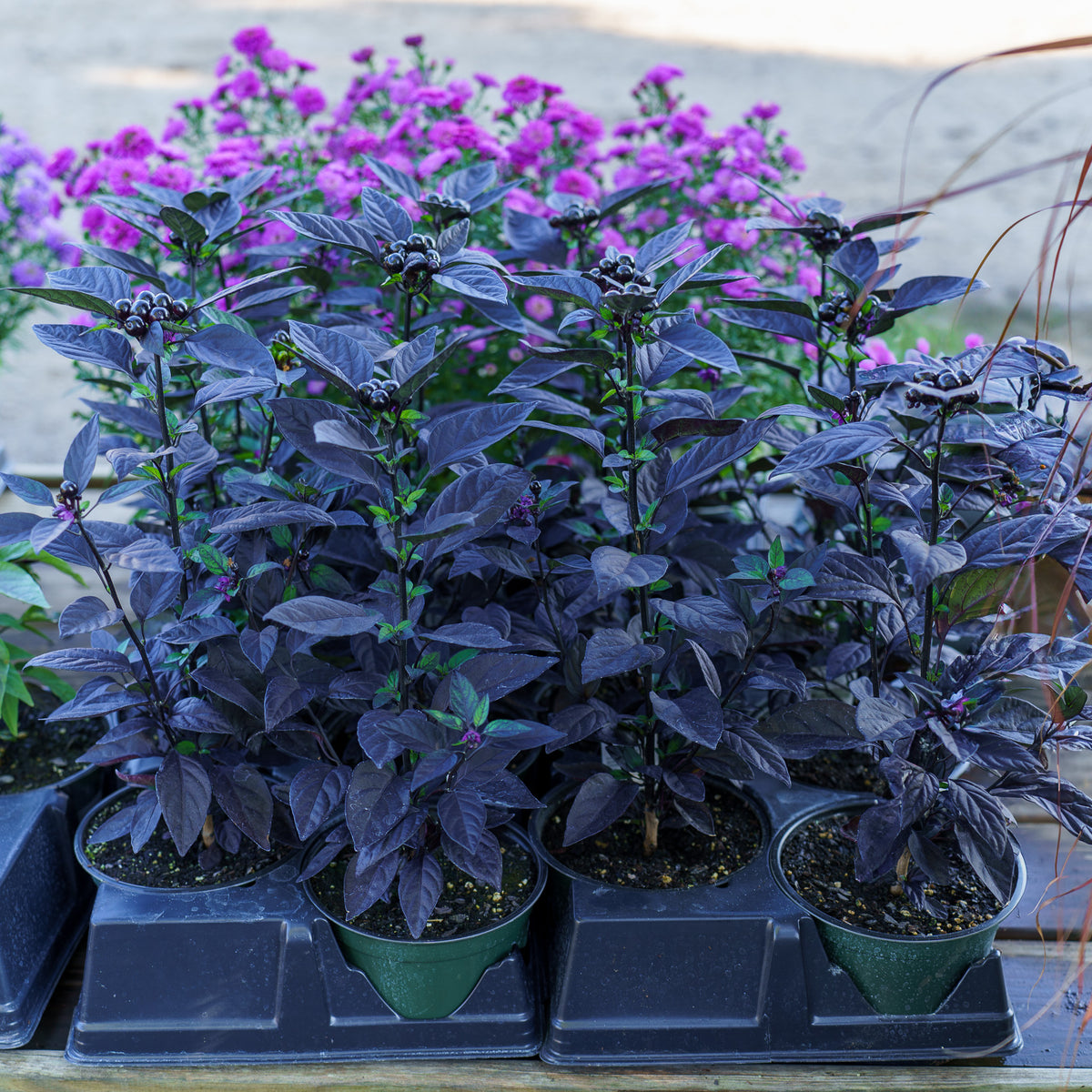 Black Pearl Ornamental Pepper – Plant Detectives