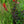Load image into Gallery viewer, Black Truffle Lobelia