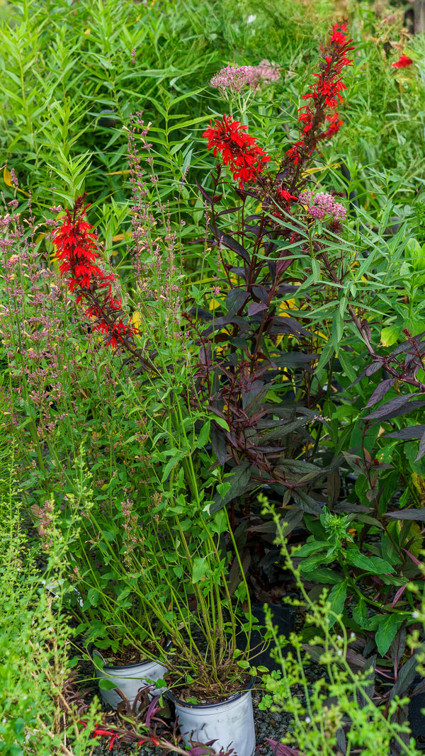 Black Truffle Lobelia