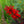 Load image into Gallery viewer, Black Truffle Lobelia