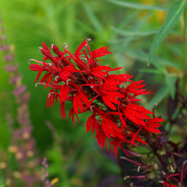 Black Truffle Lobelia