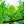 Load image into Gallery viewer, Black Tupelo - Tupelo - Shade Trees