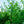 Load image into Gallery viewer, Black Tupelo - Tupelo - Shade Trees