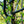 Load image into Gallery viewer, Black Tupelo - Tupelo - Shade Trees