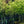Load image into Gallery viewer, Black Gum