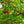Load image into Gallery viewer, Black Gum