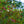 Load image into Gallery viewer, Black Gum