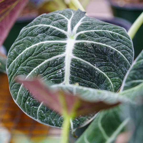 Black Velvet Elephant Ear - Alocasia - Houseplants
